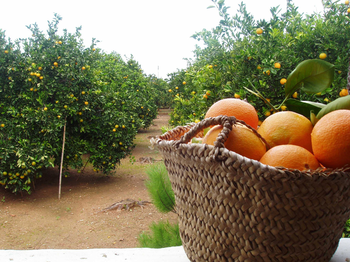 Naranjas