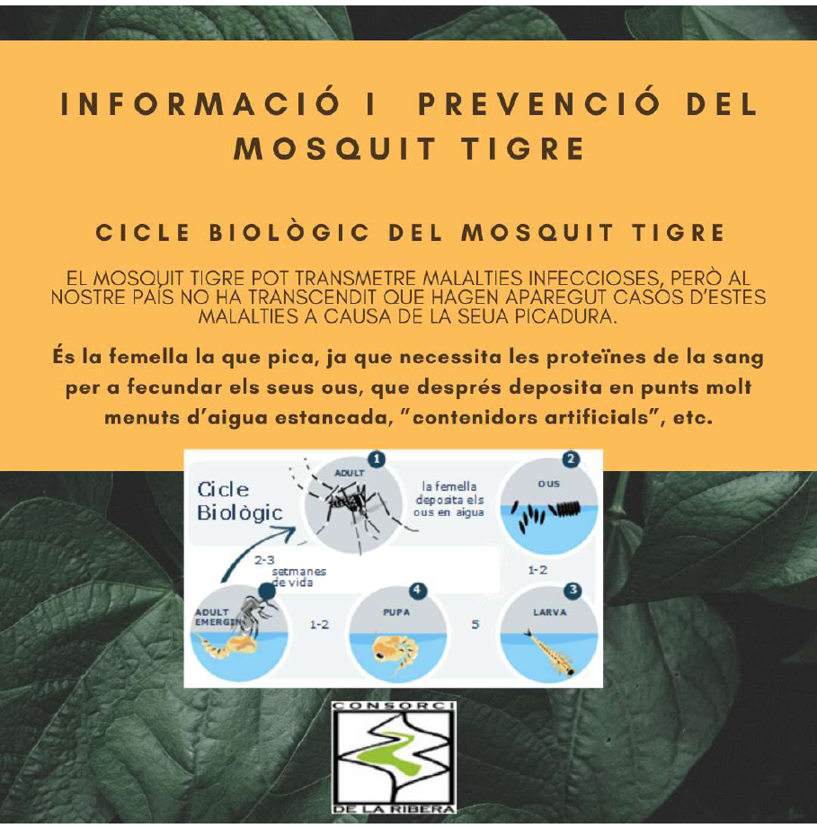 informacio i prevencio del mosquit tigre