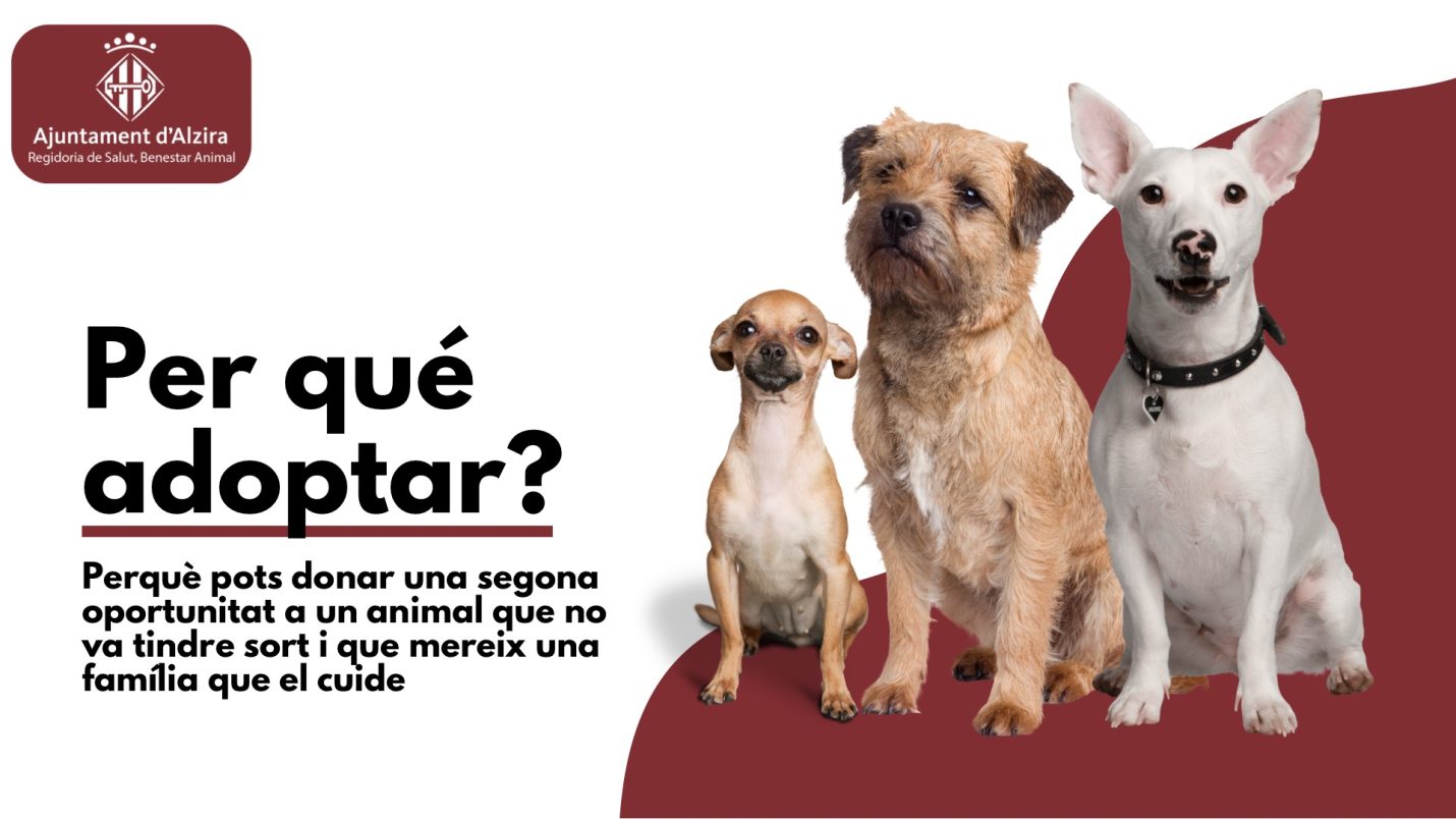 Per qué adoptar?